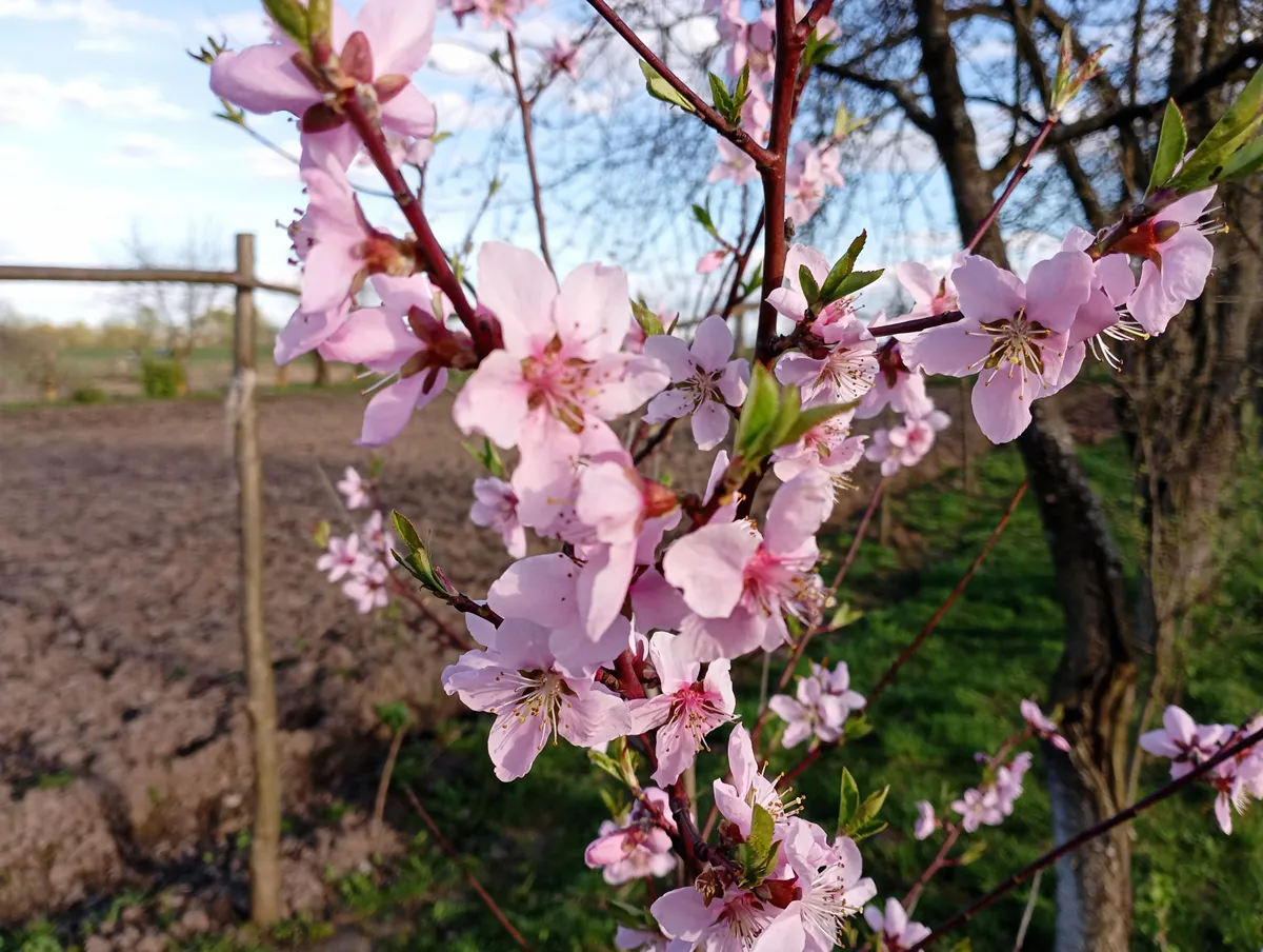A large pink flower on a branch of an apricot tree blossomed in the spring in the garden. Spring peach blossom on a young tree sapling. The arrival of spring and the blossoming of fruit trees.