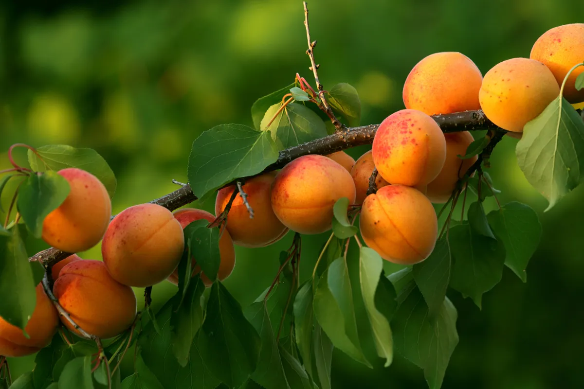 Apricot tree branch