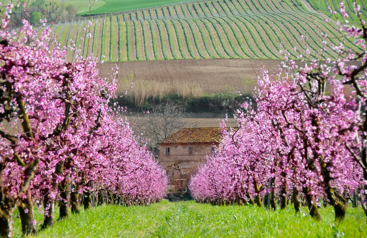 Alley of blooming apricot trees and a farm house against hills