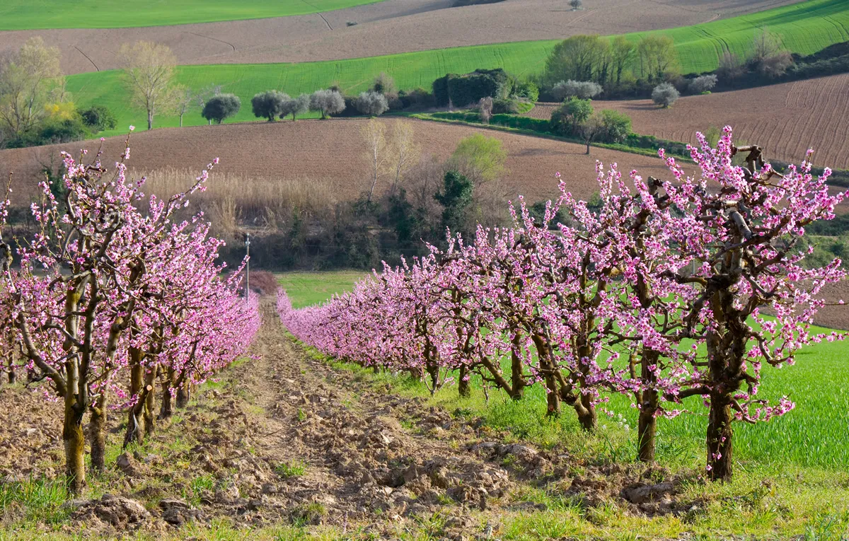 Alley of blooming apricot trees and hills beside it