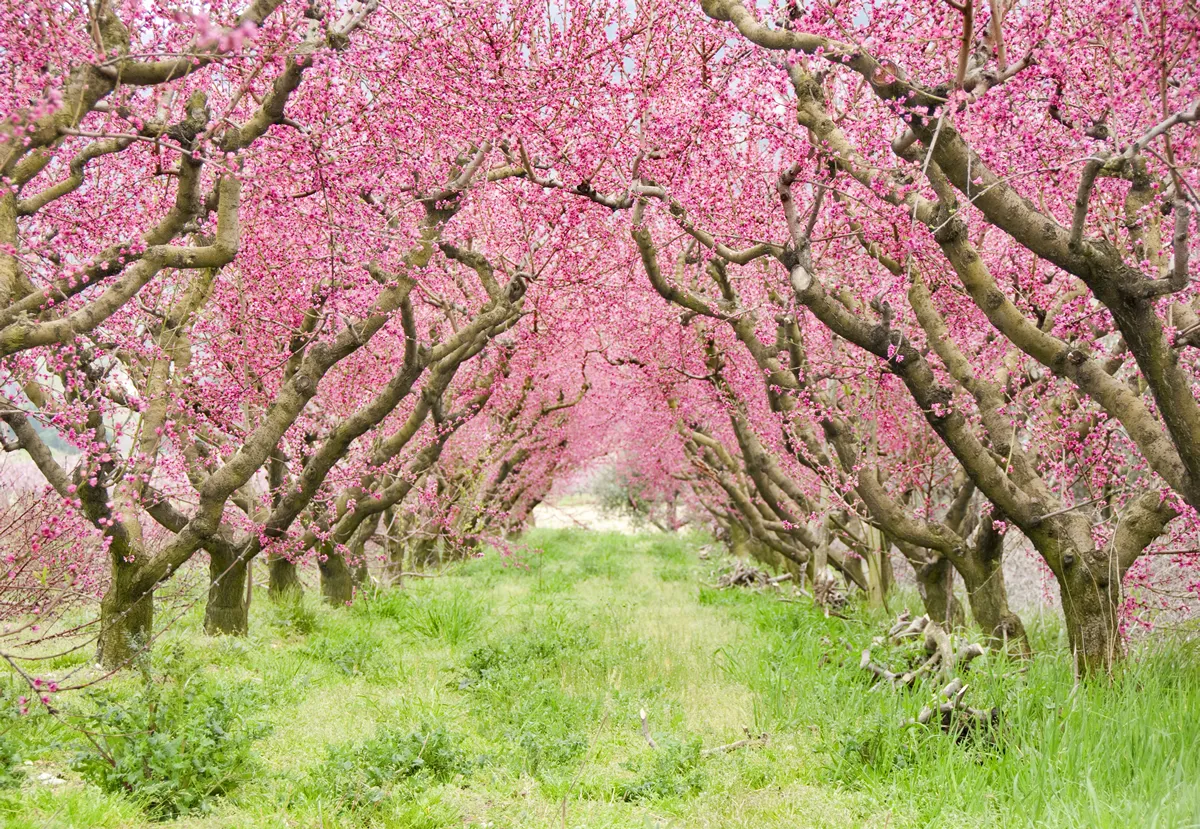 Alley of red fruit trees in blossom