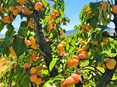 Pruning and Caring for an Apricot Trees