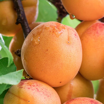 Pruning and Caring for an Apricot Trees