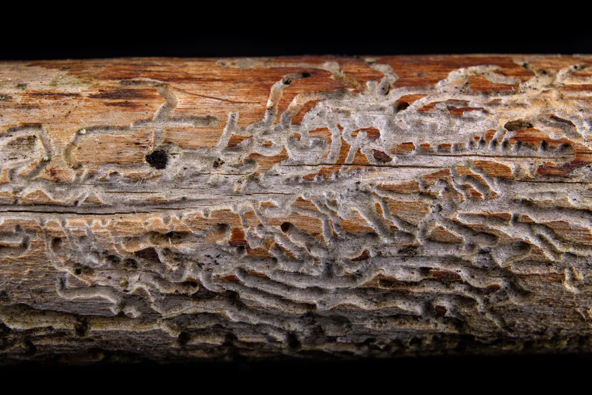 Small tunnels of bark beetles in the dry branch of a pine tree. Destroyed branch by forest pests. Dark background.