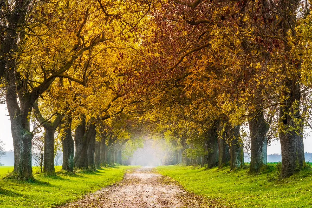 Avenue of Ash Trees in Autumn