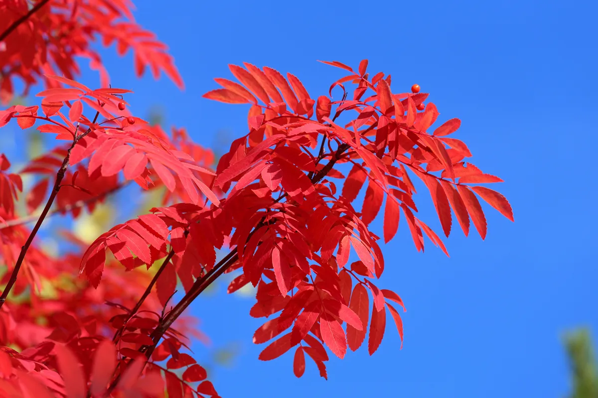 Sorbus aucuparia. Red leaves of a mountain ash against the blue sky