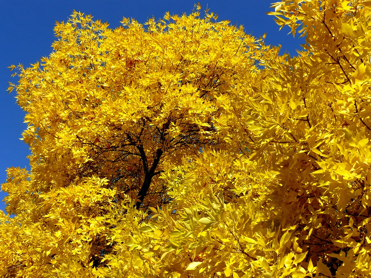 autumnal golden foliage of ash-tree