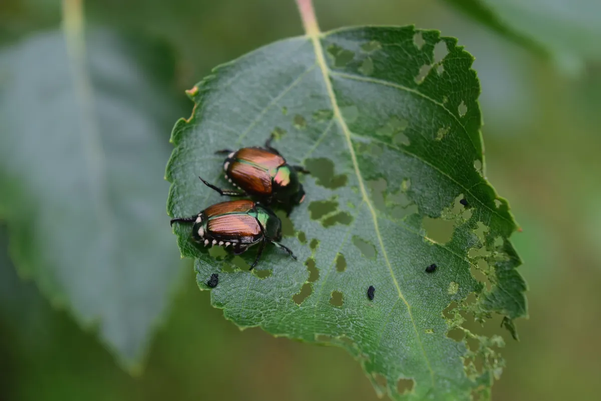 2 Japanese beetles destroying leaves