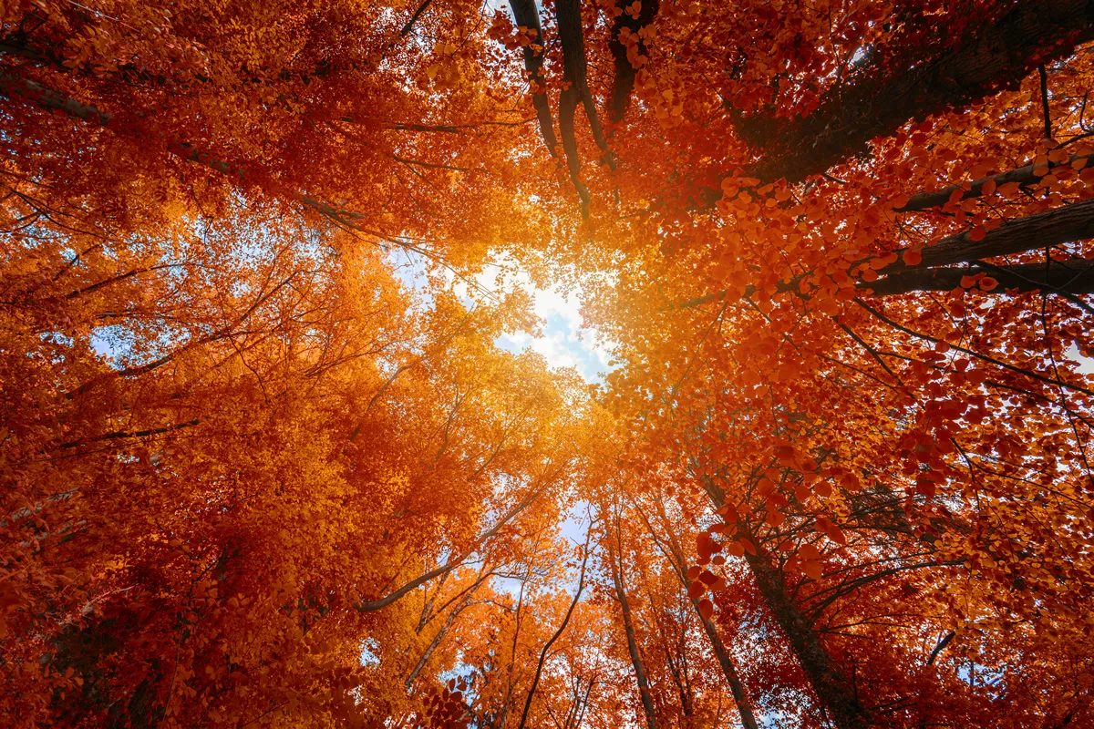Colorful autumn treetops in fall forest with blue sky and sun shining though trees. Sky and sunshine through the autumn tree branches from below. Red autumn trees from beneath. Autumn foliage