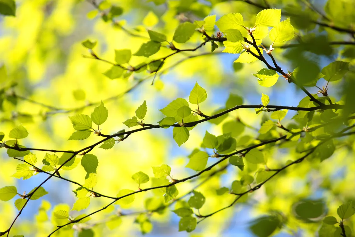 Birch branches with fresh bright green leaves. spring background. Birch tree. sunny day