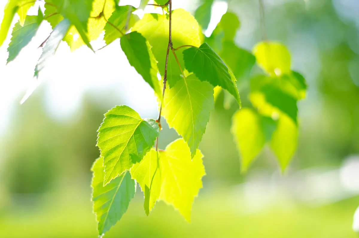 Green birch leaves lit by the bright rays of the sun. Joyful summer mood. Close-up. Defocus. Tree leaves.