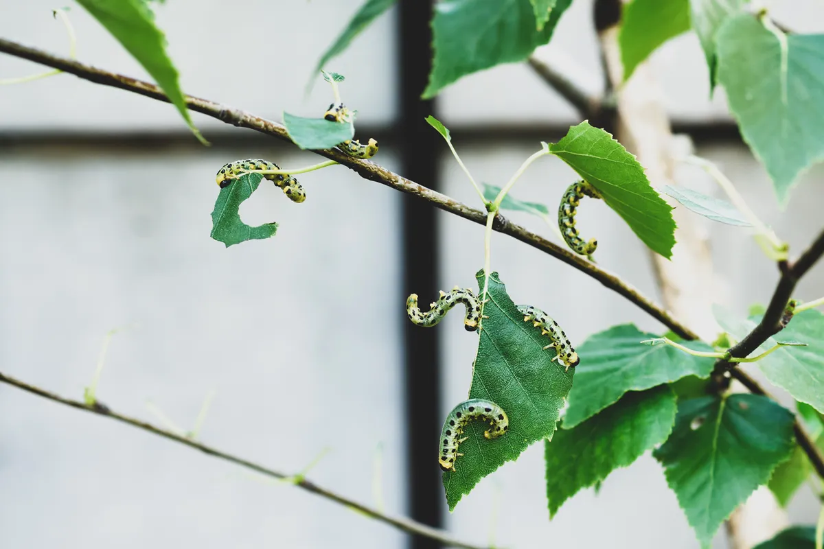 Leaves birch tree covered with caterpillars pest