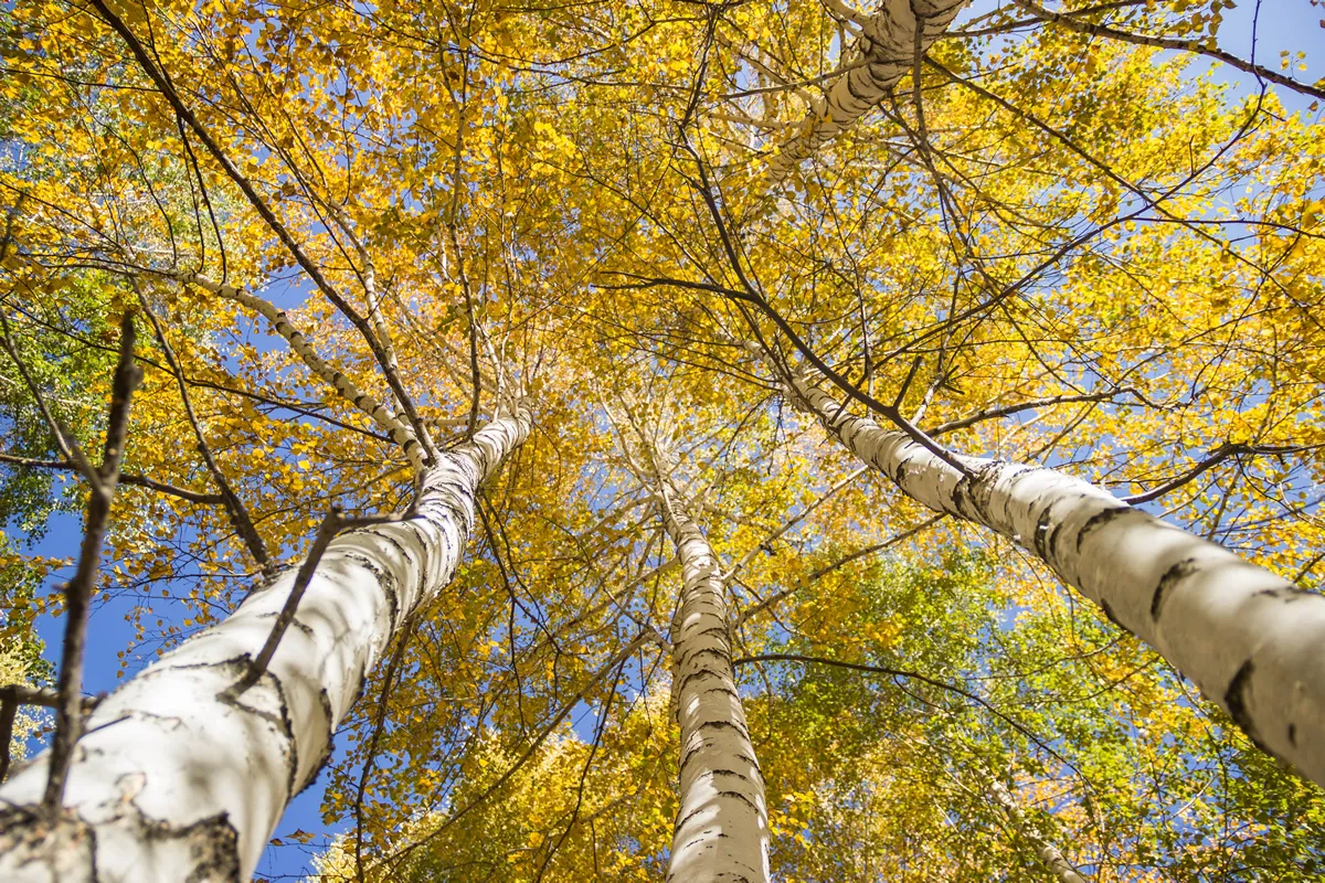 Tall autumn birch trees from bottom to top