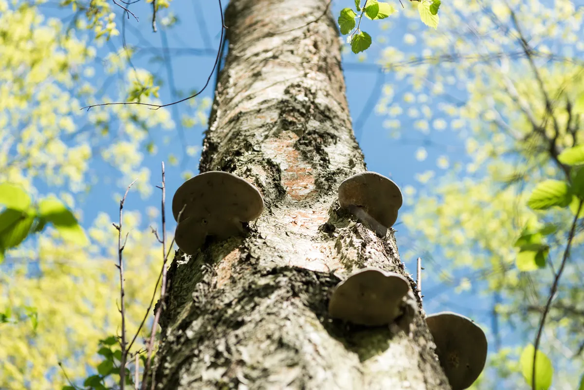 Fungus is a parasite growing on a tree.The tree trunk is covered with tinder mushroom. old birch. Photo with shallow depth of field