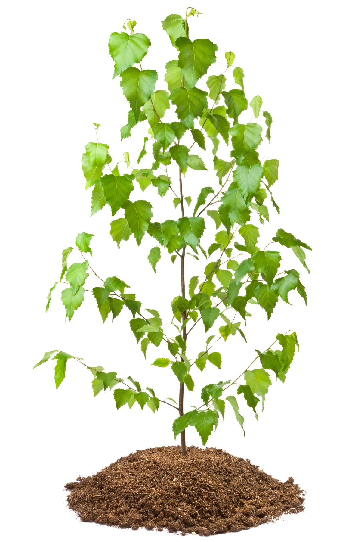 Young birch tree. Isolated on white.