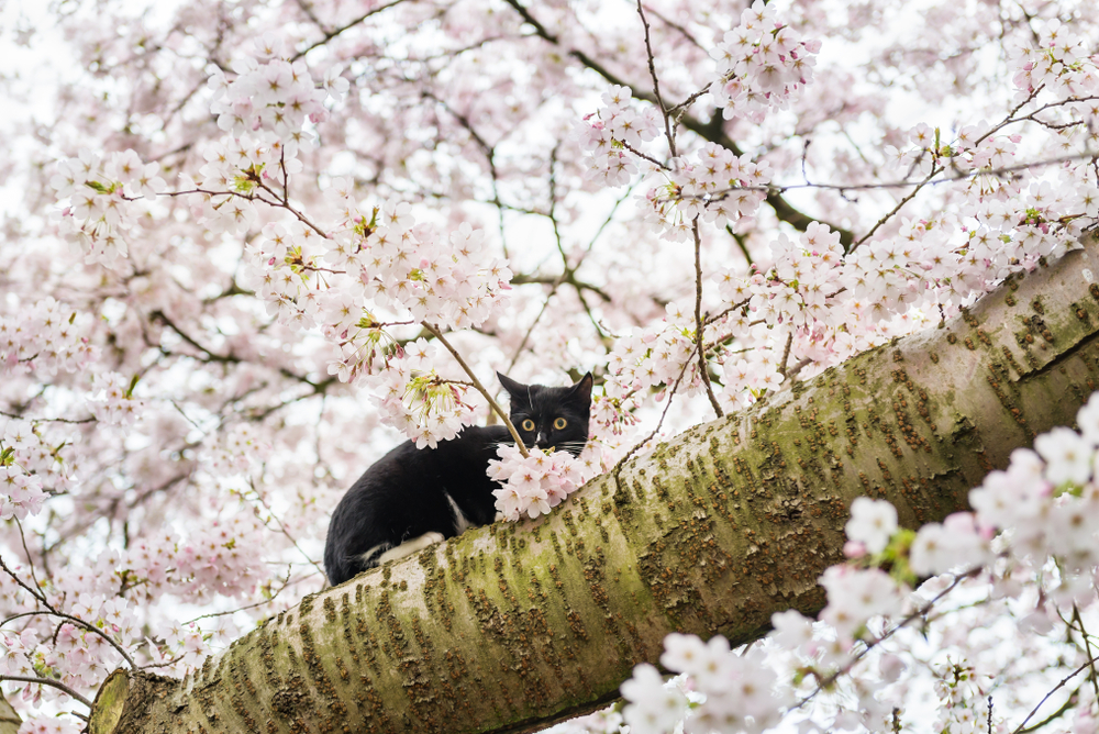Cat is sitting on a White Blossom Cherry Tree during Spring Season