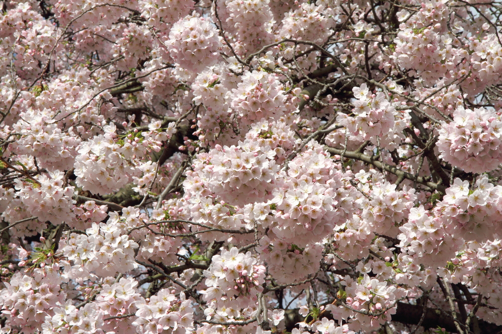 Cherry tree blooming flowers