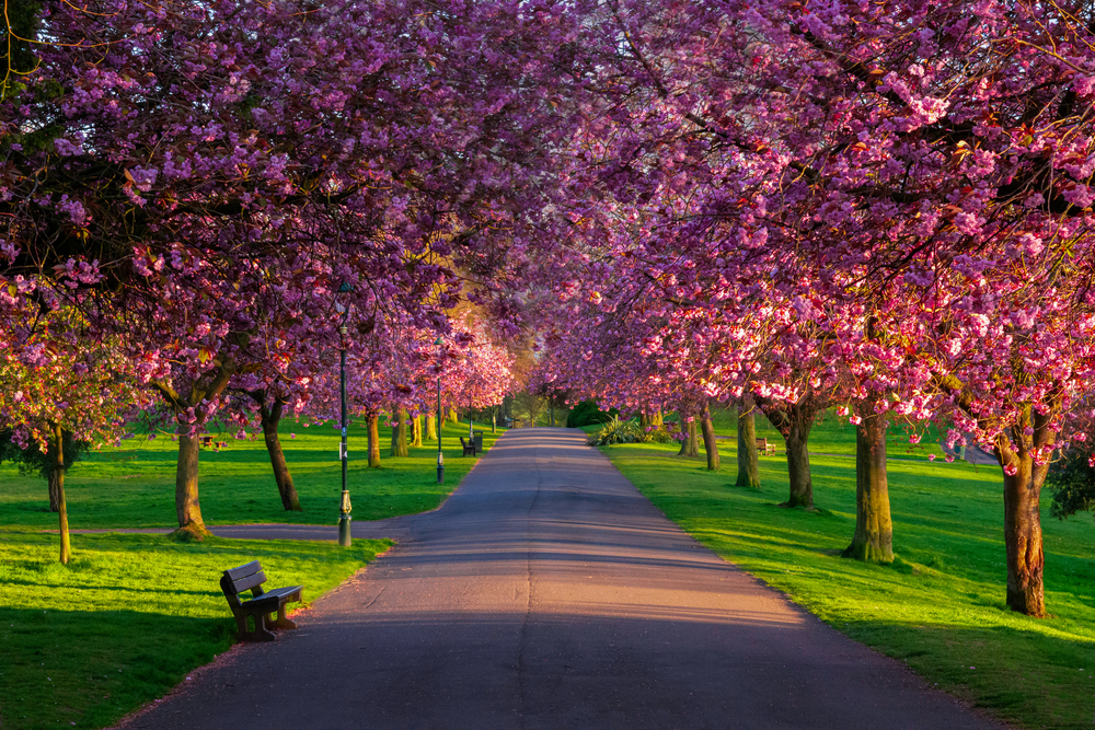 Avenue of cheery blossom trees in Pittencrieff park, Dunfermline, fife, Scotland, uk.