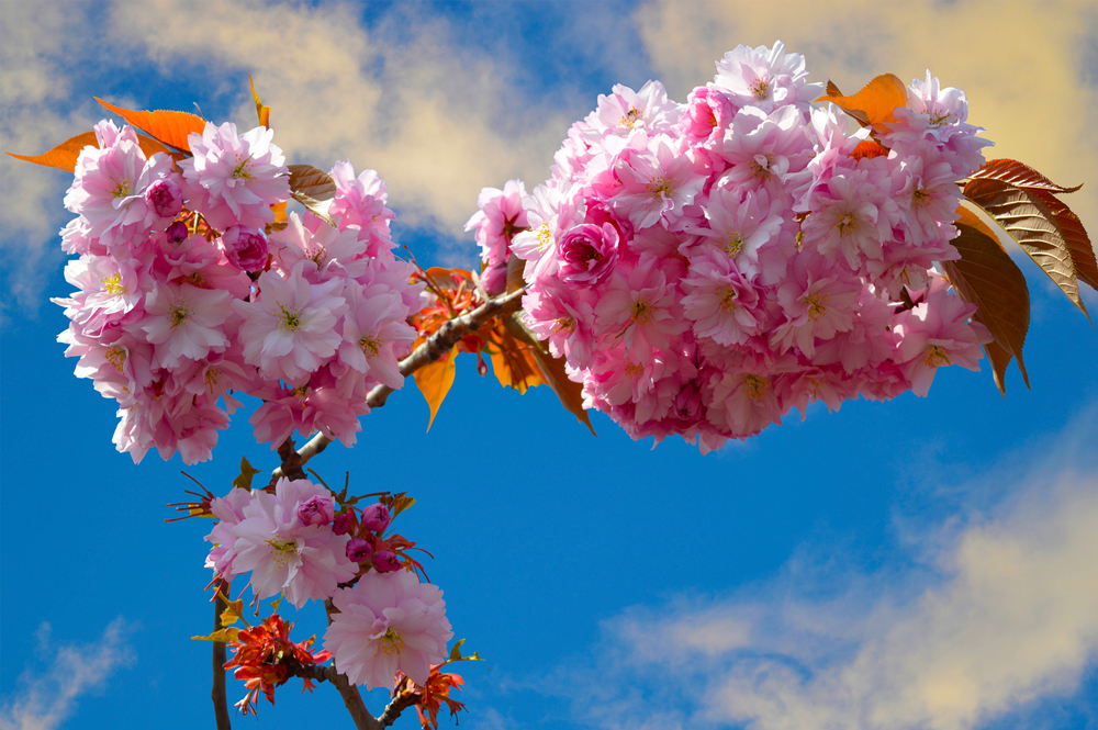 Japanese flowering cherry Latin name Prunus Kanzan