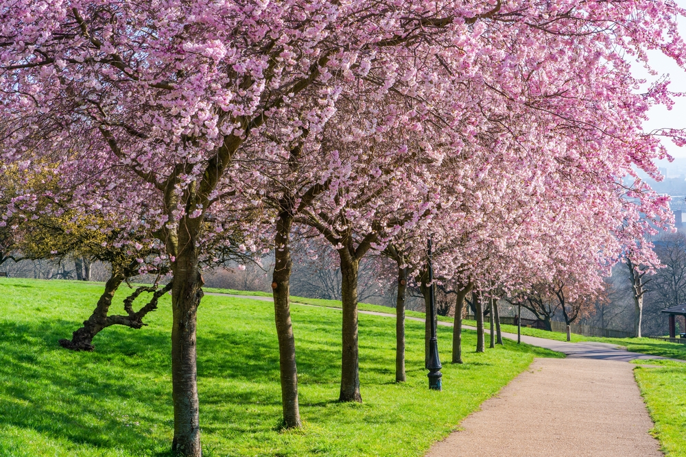 Cherry blossoms in Alexandra Park, London, UK