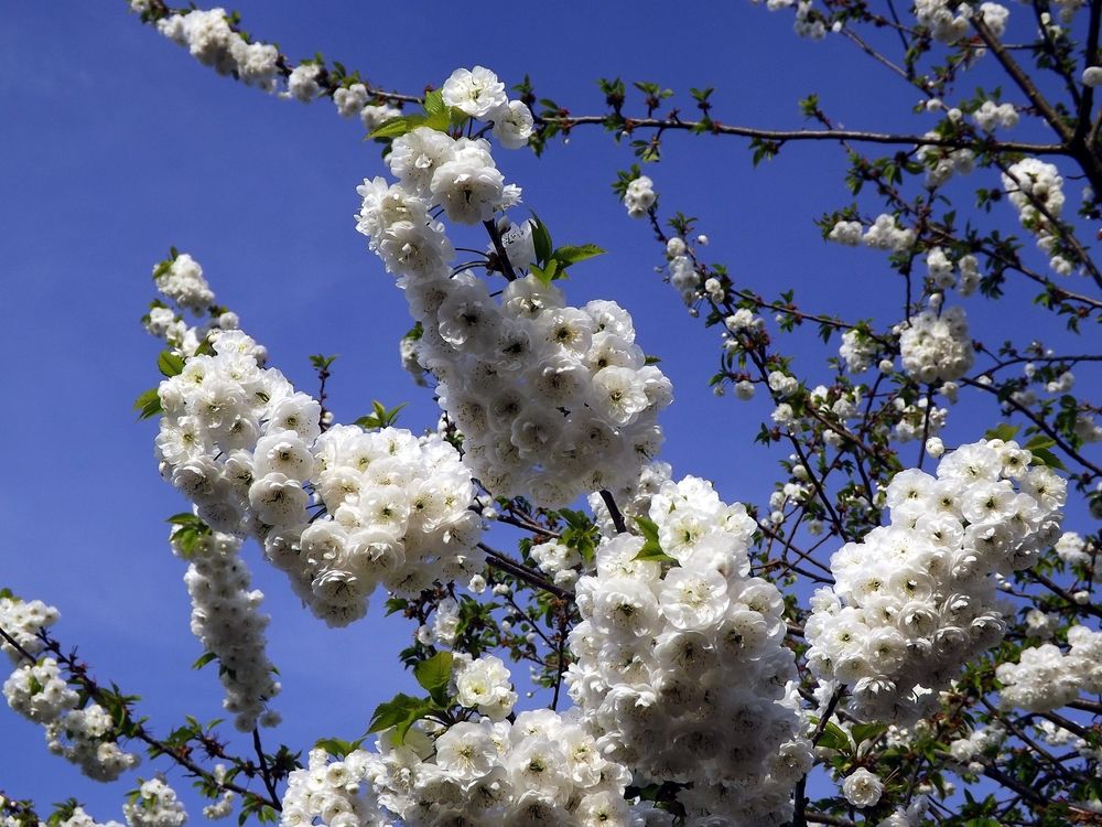 A flowering cherry tree covered in beautiful white blossom on a sunny Spring day in Milton Keynes, UK. Flowers covering a tree. New leaves growing. City street scene in Springtime. May 2015.