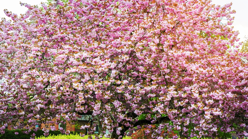 Pink Cherry Trees in Bloom in Park during Spring Season