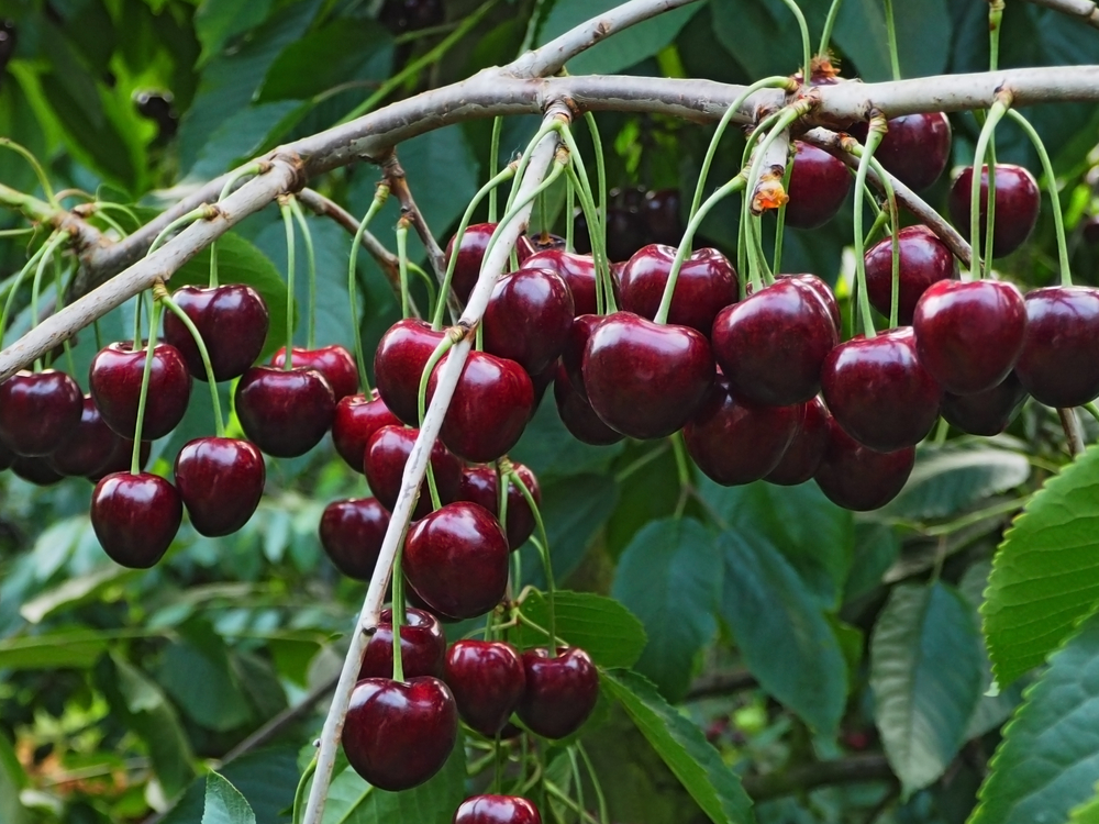 Delicious juicy cherries hanging in the tree