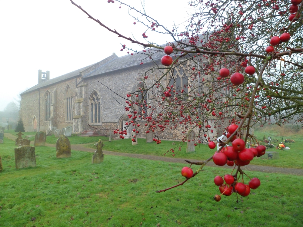 Winter cherries on a churchyard cherry tree (Prunus). Medieval church and graveyard in background. Norfolk, UK.