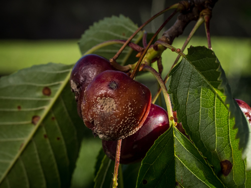 image shows a closeup of a ripening cherry fruit infected by cherry fruit rot called Monilia