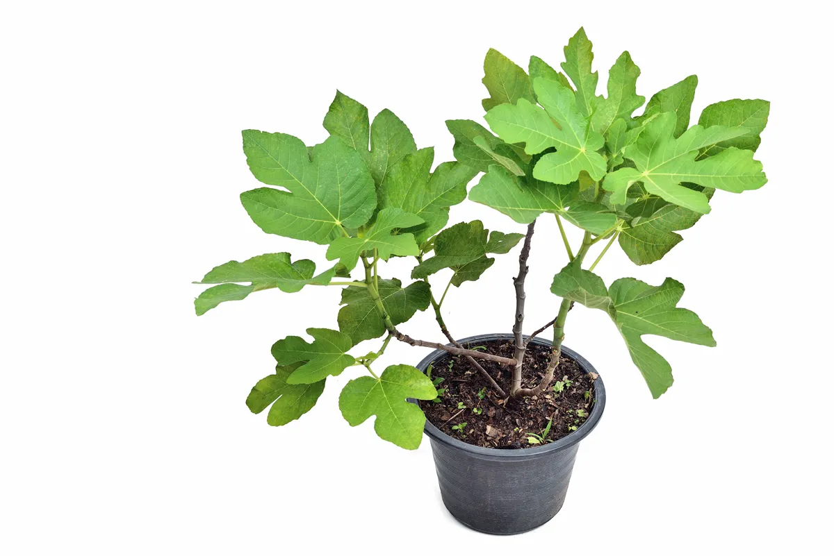 Ficus carica (Alma) tree, Fig tree in black plastic pot isolated on white background