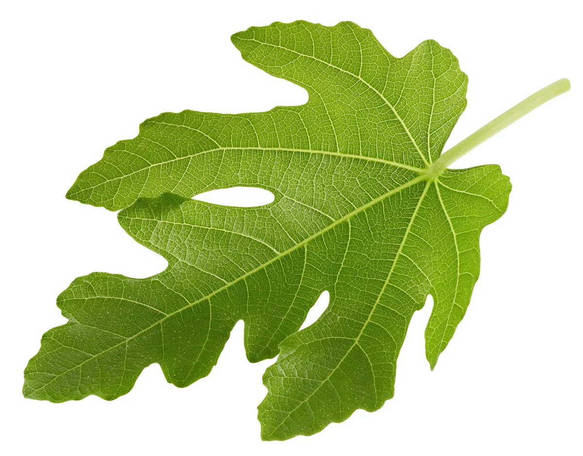 Fig leaf isolated clipping path. Fig leaf on white background. Lleaf macro studio photo