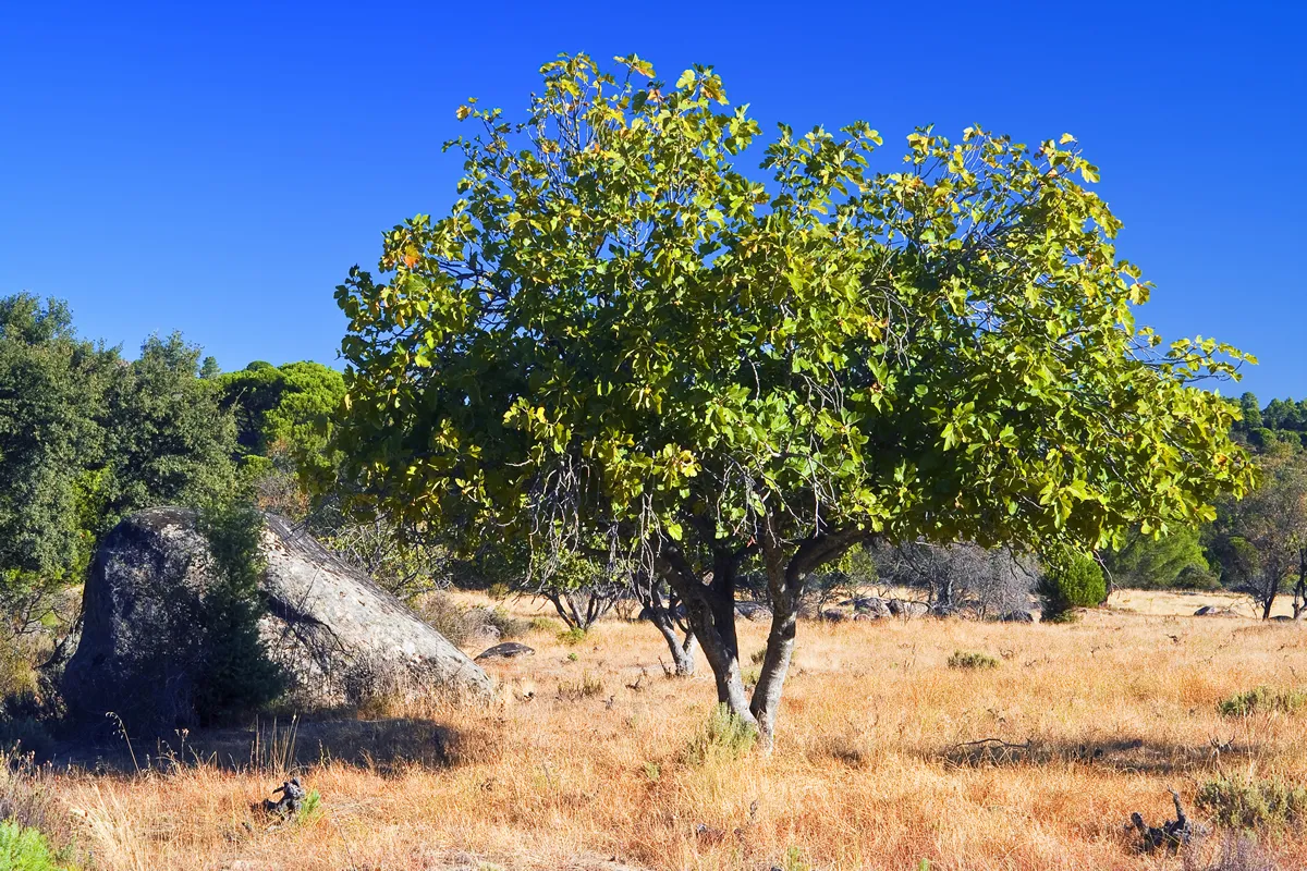 Fig tree in Cadalso de los Vidrios. Madrid. Spain. Europe.