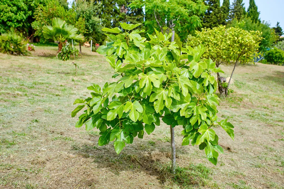 The fig tree. small tree that will soon bear fruit in a garden for own consumption (Ficus carica)