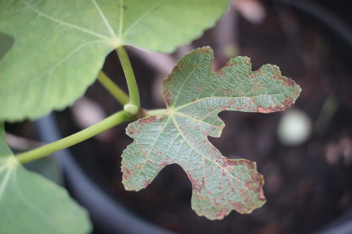 tin or figs trees affected by leaf rust disease