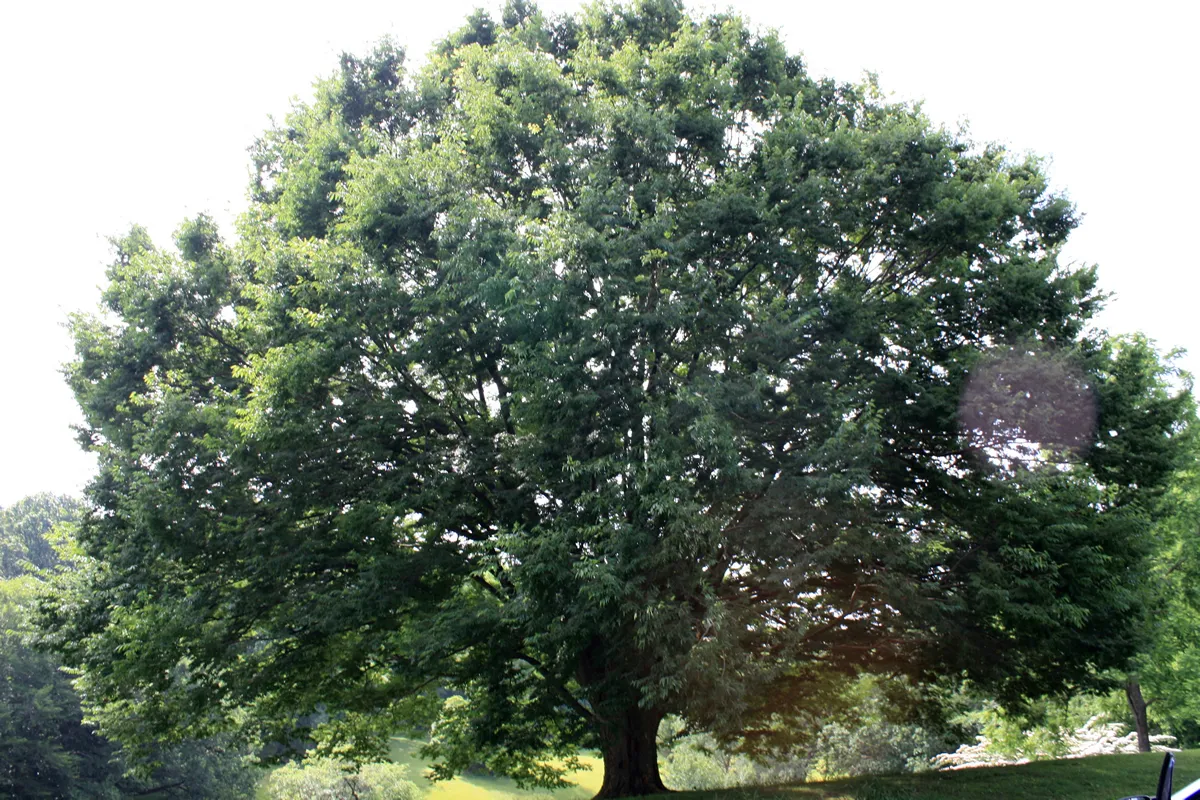 Isolated large hickory tree in Valley Garden Park, Greenville, Delaware