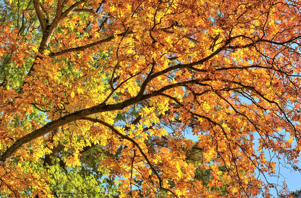 Hickory tree canopy in autumn near Atlanta Georgia.