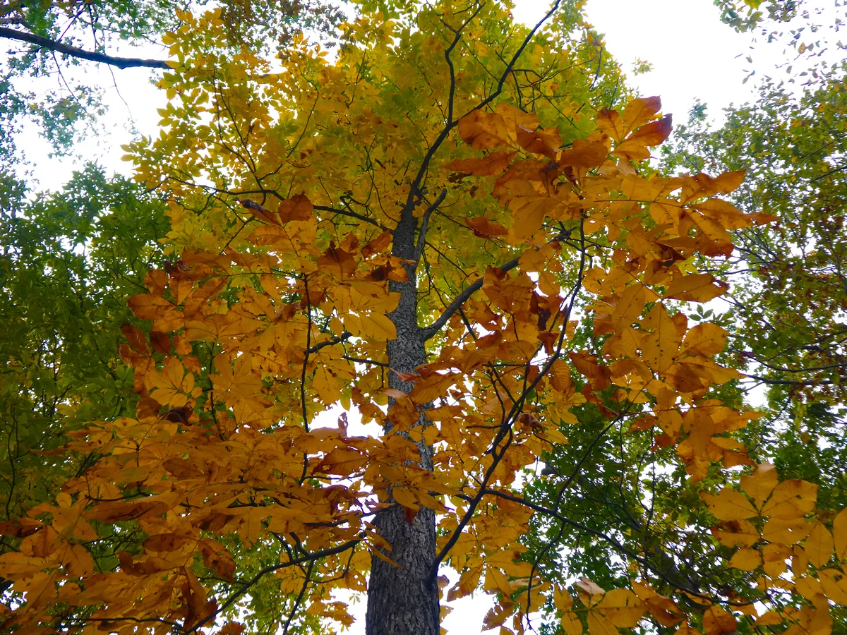 View of a Mockernut Hickory (Carya tomentosa) in the fall starting to change colors.