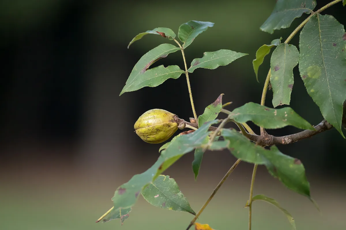 A hickory nut on a tree branch. A hickory tree is primarily found in the United States and is a wind pollinated species.