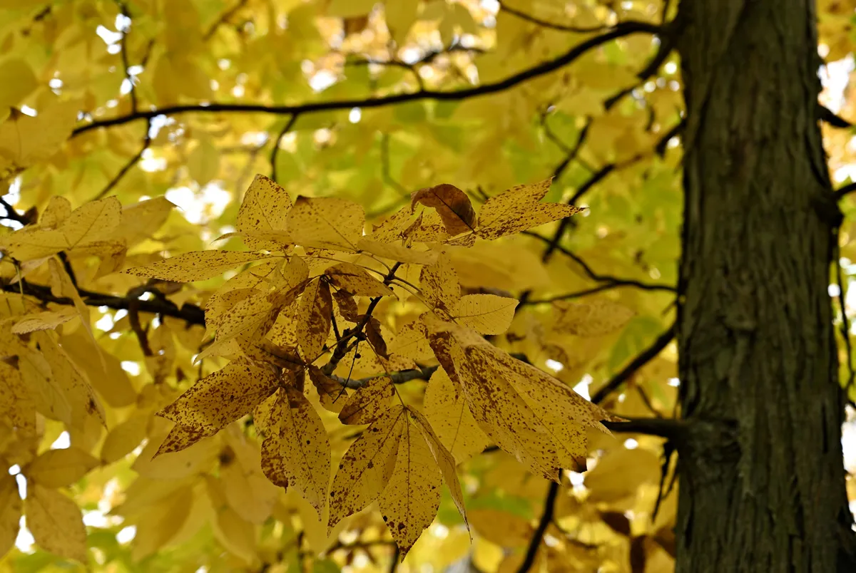 fall leaves shagbark hickory fall colors tree branch fall foliage autumn season