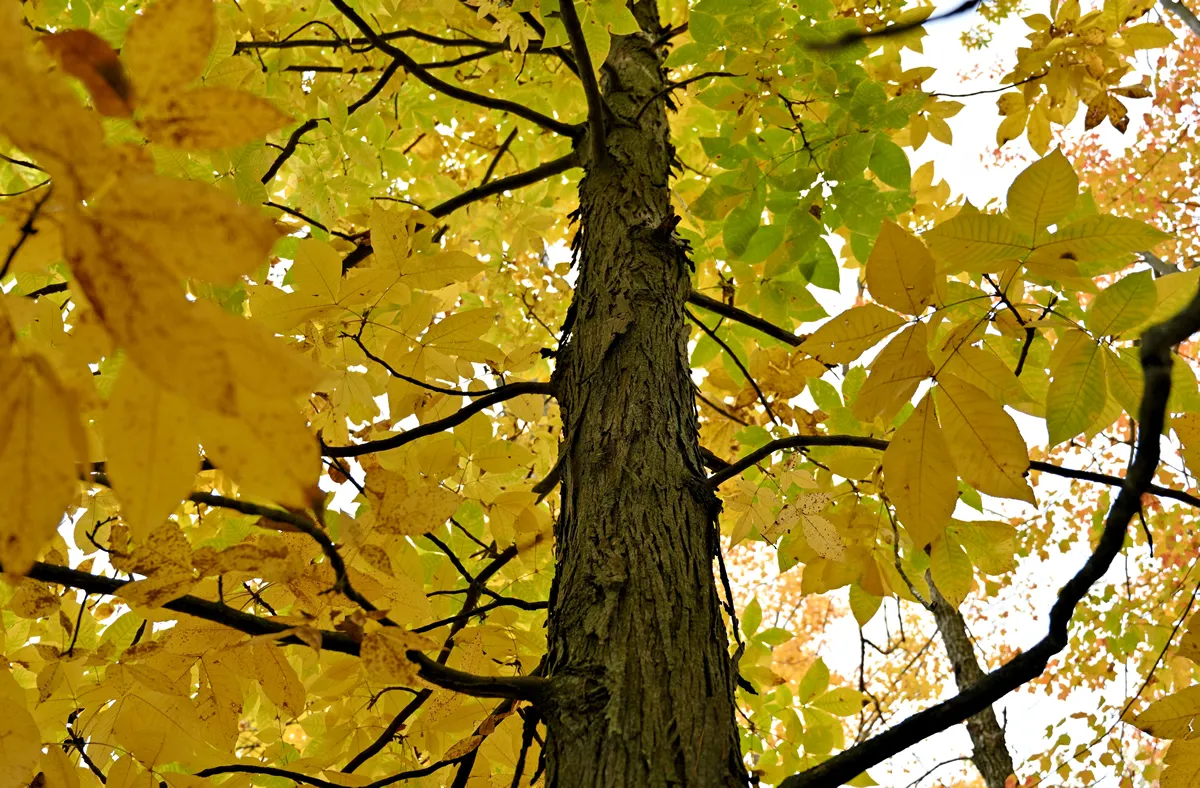 fall foliage closeup shagbark hickory tree looking up tree yellow leaf foliage fall colors autumn season