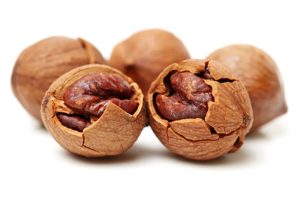 shagbark hickory nuts