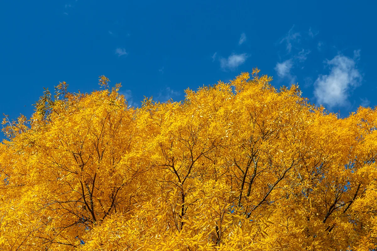 Vibrant yellow leaves of the bitternut hickory tree in Autumn