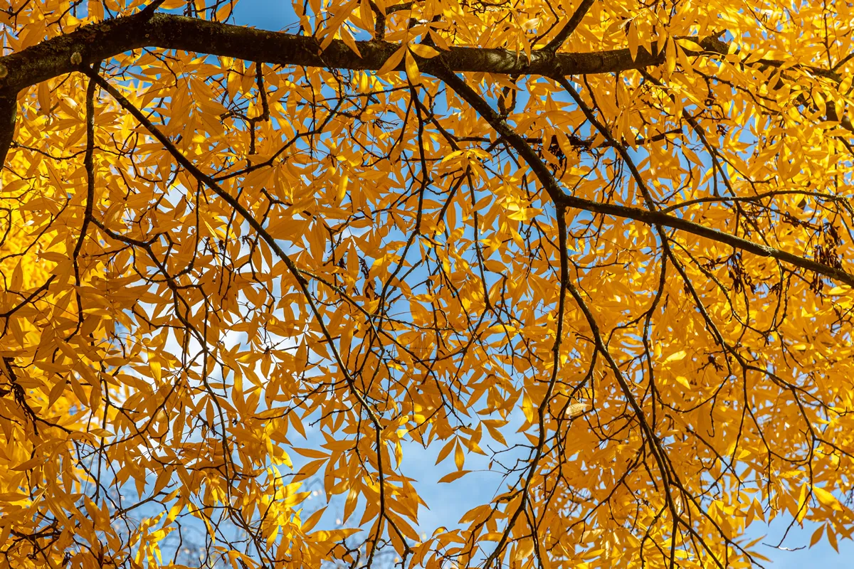 The vibrant leaves of a bitternut hickory tree in fall, with a blue sky behind