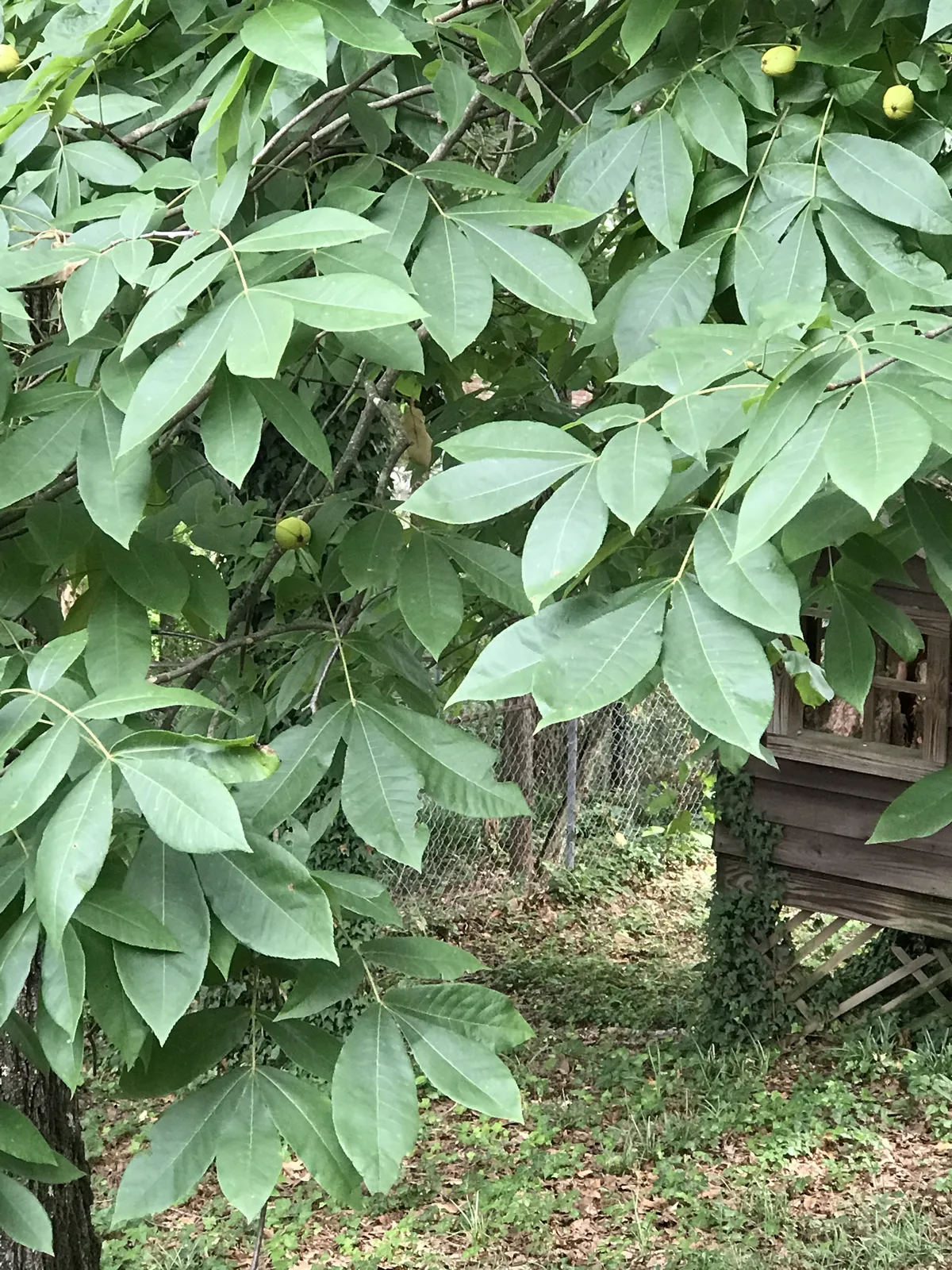 Alabama Hickory Tree Leaves - Carya