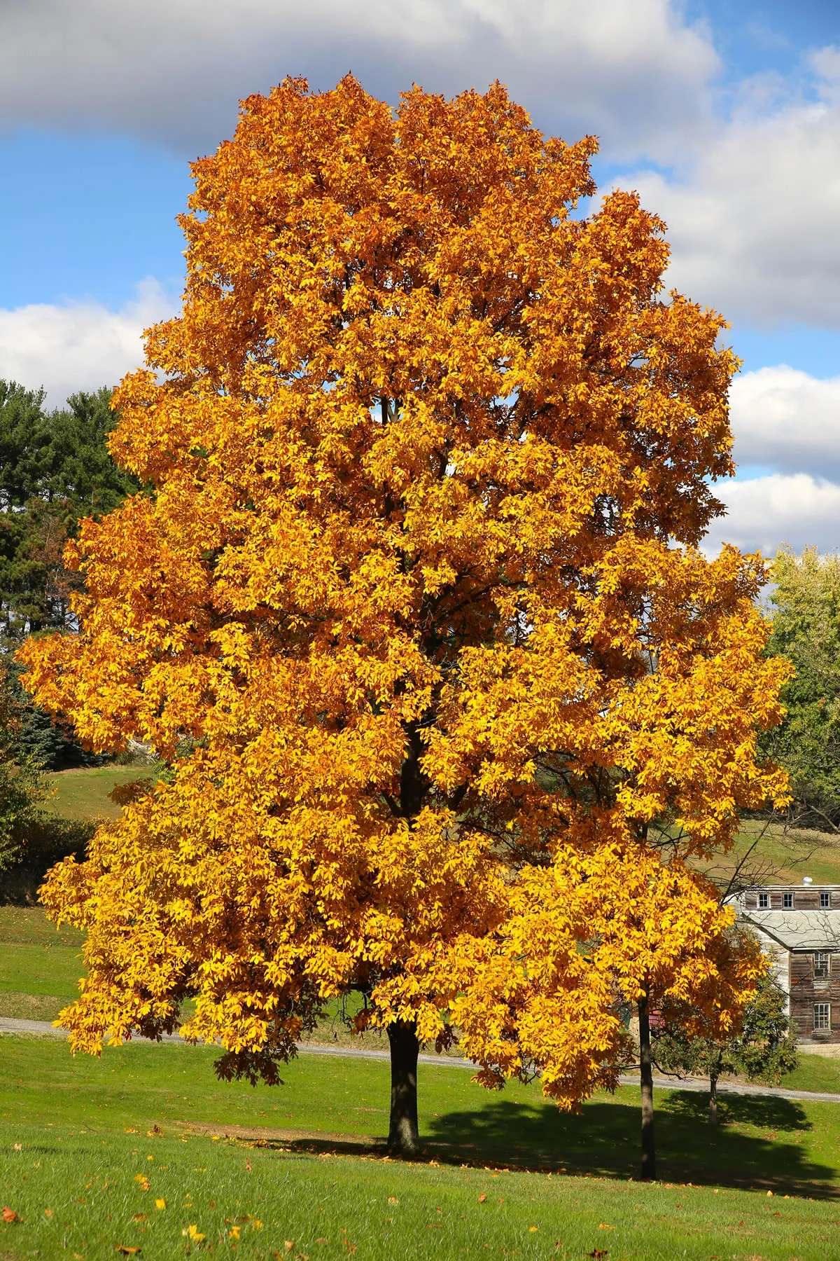 Large Hickory tree with fall leaves