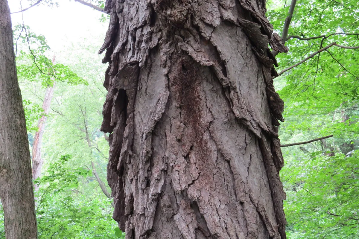 Shagbark Hickory, close up with trees and green foliage in background