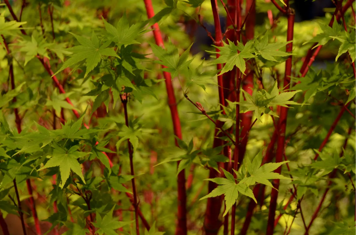 Garden Landscape: The coral-bark Japanese maple tree has bright red stems and pretty, light-green leaves.