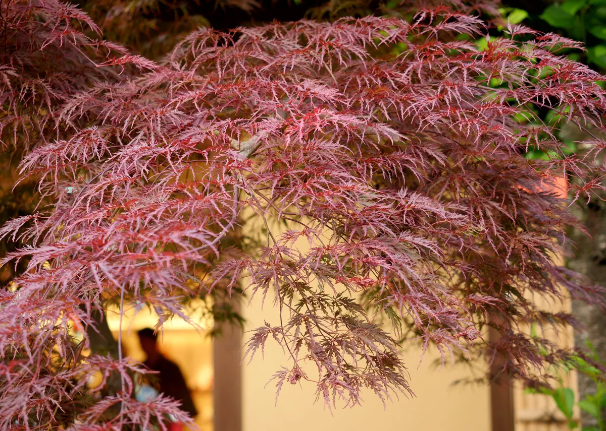 Laceleaf weeping japanese red maple or red dragon maple tree ( acer palmatum )