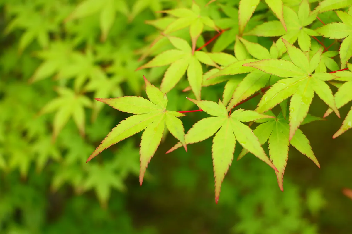 Japanese Maple Leaves - Beautiful Fresh Green
