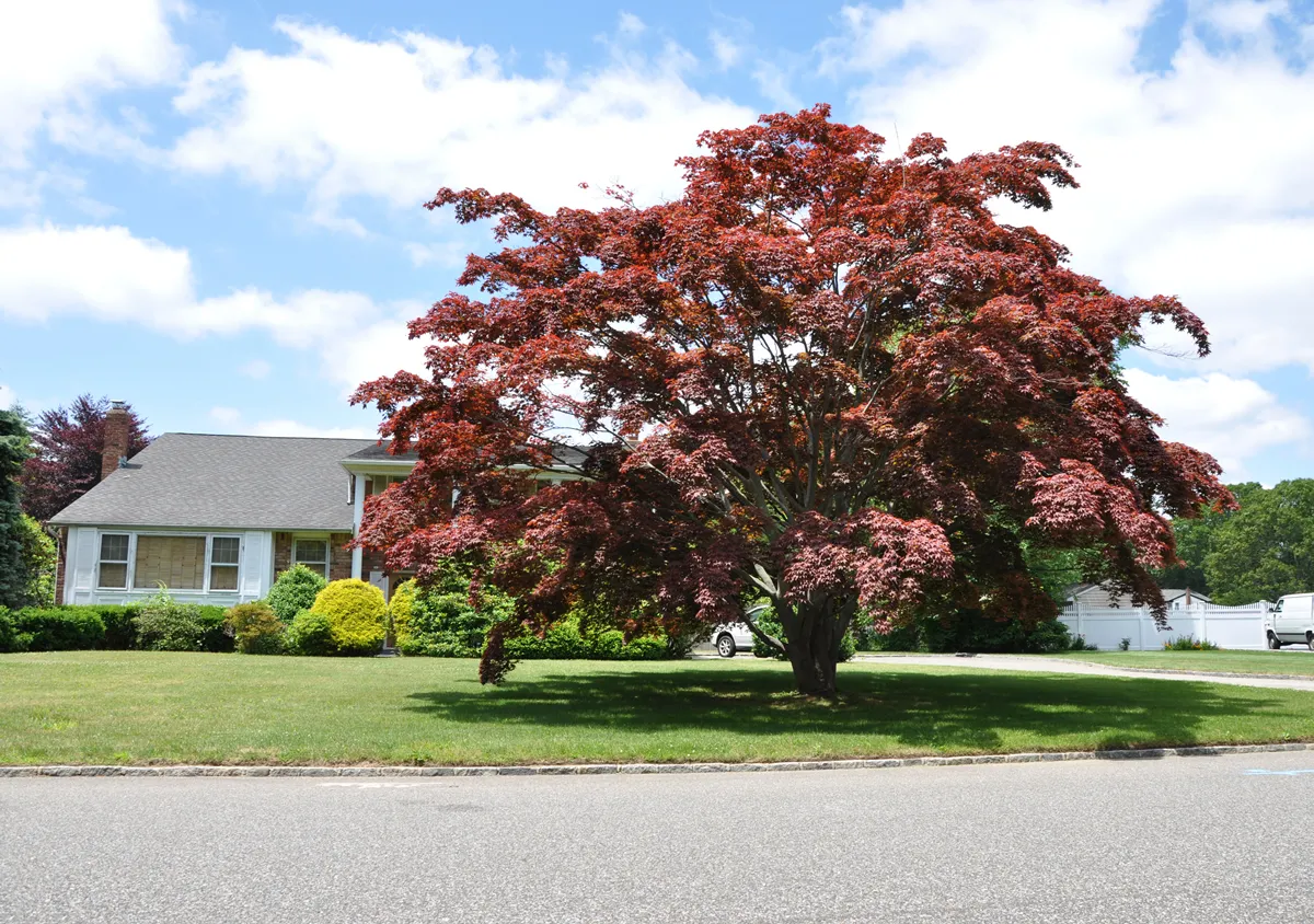 Red Japanese Maple Tree on front yard lawn of ranch style suburban home